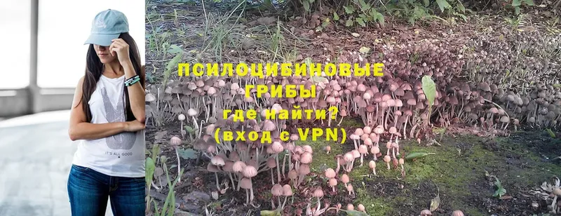 закладка  Бирюч  МЕГА вход  Галлюциногенные грибы Psilocybe 